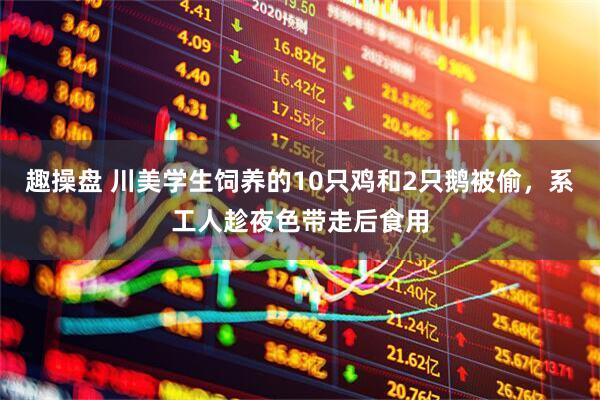 趣操盘 川美学生饲养的10只鸡和2只鹅被偷，系工人趁夜色带走后食用